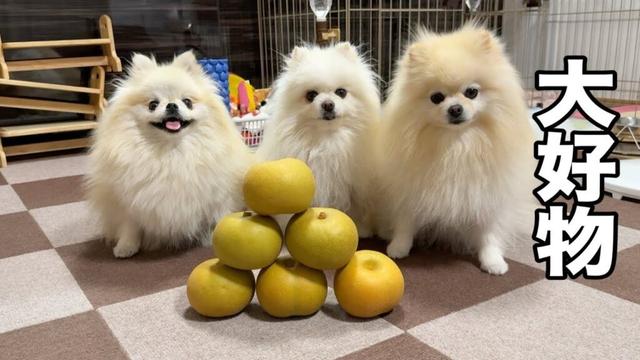 立派な梨をみたポメラニアン達はこうなりました