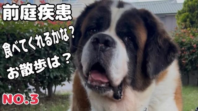 【セントバーナード】前庭疾患ももちゃんのお散歩の様子は？食欲は？足どりフラフラで全く食べないから少しづつでも良いから食べてほしいと願っています。
