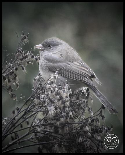 Dark-eyed Junco feeding on the seeds of Joe-Pye Weed in mid fall