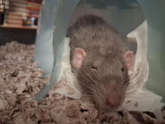 cute pet rat stretched out in his hut. One eye is mostly closed; the other is open to peek at the idiot shoving a camera in his snoot