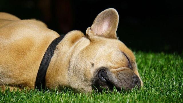The image shows a fawn-colored French Bulldog sleeping peacefully on a patch of bright green grass. The dog is lying on its side, facing slightly toward the right. It has its eyes closed and a contented expression. It is wearing a simple black collar. The lighting is bright, with a sharp contrast between the sunlit dog and grass and the dark, shadowed background behind the dog.