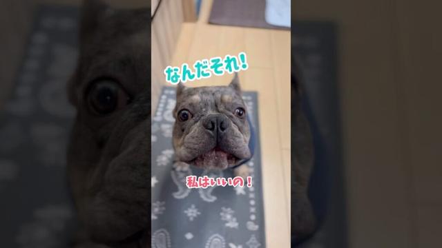 納得いかない弟だったが… #shorts