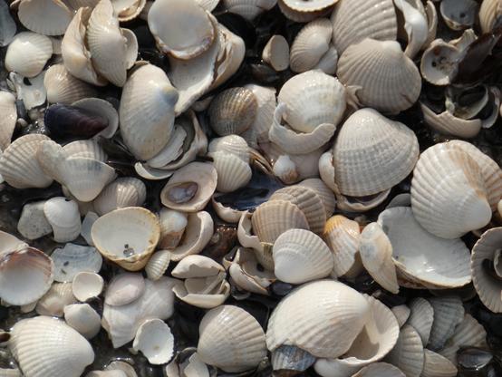 Muschelschalen in Nahaufnahme.