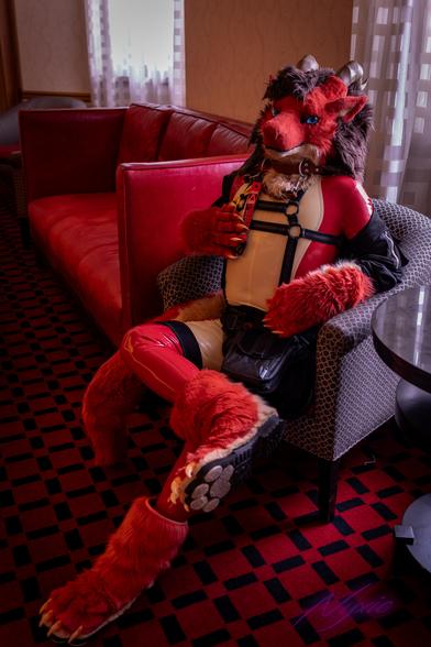 A red and white/tan dragon fursuiter with a latex bodysuit and harnesses and pouch shorts sitting in a chair in a red and white hotel room. They have blue eyes and are resting their right leg on their left knee and holding their right hand up to their chest.