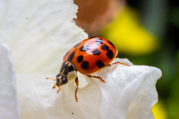 Picture shows a close up of a red and black ladybird on a white flower.