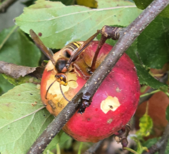 Eine Hornisse frisst von einem Apfel, der im Oktober noch am Baum hängt.