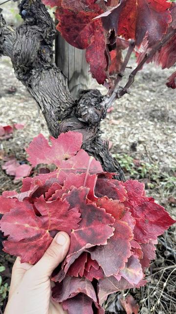 Una mà sosté un grapat de fulles de vinya molt vermelles. De fons es veu el tronc d'un cep.