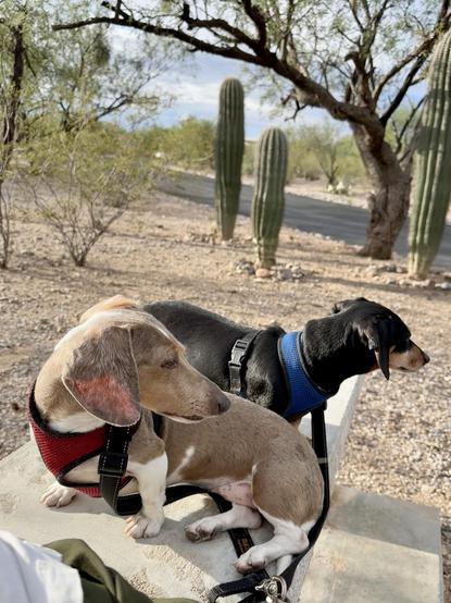 dachshunds on a bench