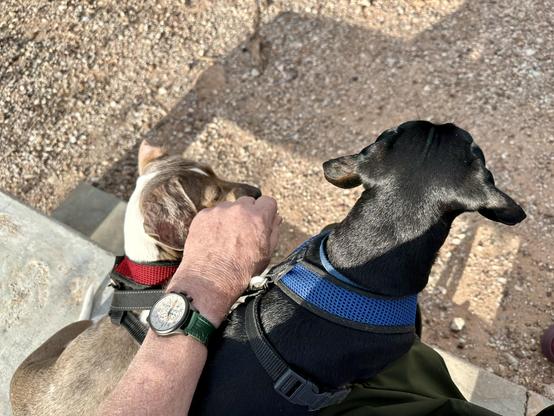 dachshunds on a bench w/wristwatch selfie