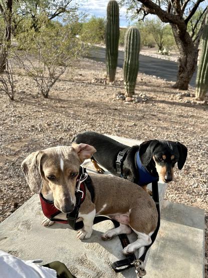 dachshunds on a bench