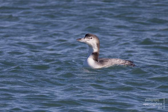 A red-eyed loon (a large black and white seabird) looks somewhat perky as it swims, head high, on a sunlit sea.