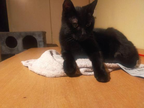 A black cat is lounging on a wooden table, comfortably resting on a white towel. In the background, there is a grey cat tree with circular openings. The lighting is warm, casting a soft glow around the cat.