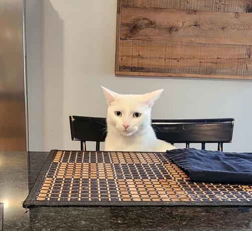 Casper,  the all white cat,  is sitting on a stool at the kitchen island. It is a close-up showing him from the shoulders up. In front of him is a woven placemat on the black granite counter.