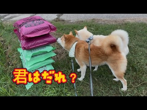 不審物にワンワン吠えてしまった巨体柴犬がかわいい