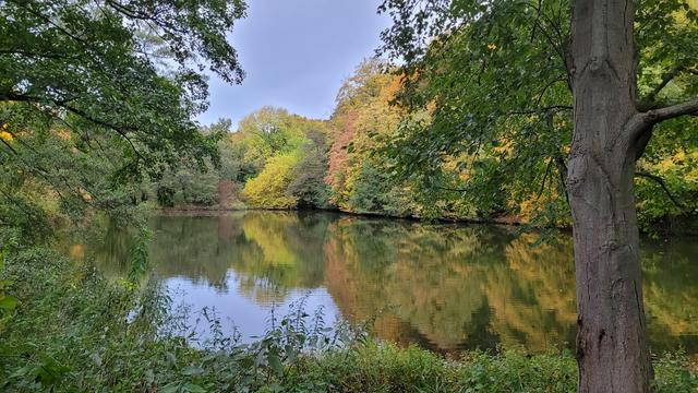 Querformat in Farbe. Blick durch Büsche und Bäume hindurch Ufer einen großen Teich. Er istbgesaäumt von großen, alten Laubbäumen, die herbstlich verfärbt sind
Der Himmel ist grau.
Das Wasser ist glatt, Bäume und Himmel spiegeln sich.