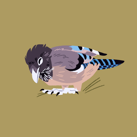 A painting of a black-headed jay standing on the ground, lowered down to its heels, eyes closed with a happy expression.