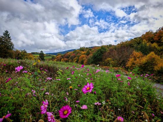 Paysage du Morvan en automne aujourd'hui, avec une prairie fleurie au premier plan et une forêt aux feuillages variés et colorés.