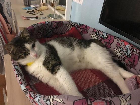 A black and white cat is lounging comfortably in a pet bed. The bed has a colorful pattern and a red plaid blanket. The cat looks relaxed, with its body stretched out, in a cozy indoor setting. Various items are visible in the background.