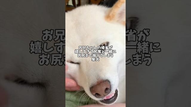 お兄ちゃんの帰省が嬉しすぎて…🥰　#shorts #柴犬 #犬 #dog