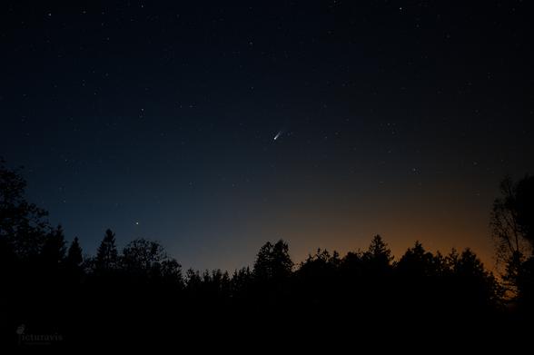 A nightscape photo with a comet in the upper center of the image. The comet has two tails, one bluer and narrower than the other. The starry sky is dark blue with a gradient to orange where the sun set. The foreground is black tree silhouettes.