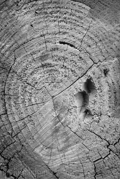 Wood slice with lots of texture black and white macro photograph