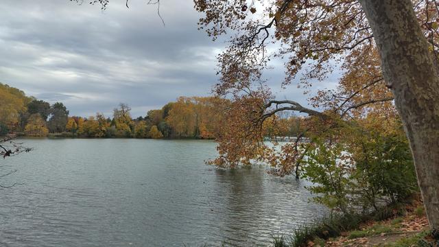 Un arbre au feuillage doré se penche sur le lac. La rive opposée estégalement couverte d'arbre au feuillage automnal.