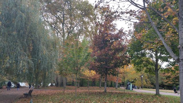 Le feuillage des grands arbres varie d'un vert plus ou moins foncé à un jaune éclatant en passant par un rouge foncé. La pelouse est jonchée de feuilles mortes. Le ciel, au dessus des arbres est gris uniforme.