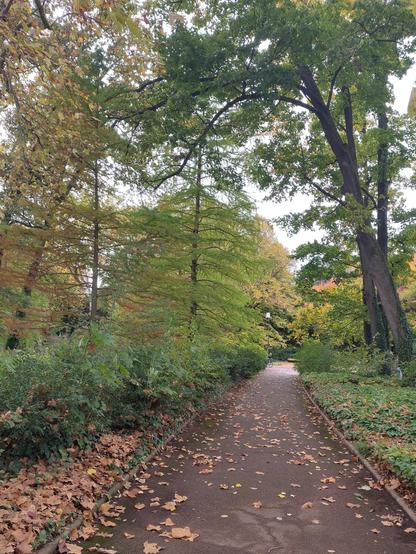 Une allée déserte et étroite parsemée de feuilles mortes. Sur la gauche une sorte de haie vert sombre surplombée par des arbres au feuillage plus clair. À droite un arbre au feuillage encore bien vert se penche sur le chemin qui semble déboucher au loin sur une allée plus large et plus lumineuse.