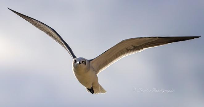 "A laughing gull soars through a cloudy sky, its wings fully extended in a graceful arc that suggests both strength and ease. The bird faces the camera head-on, its body taut with motion, yet its expression calm—almost curious. Its black head contrasts sharply with the pale gray and white plumage of its wings and body, creating a striking silhouette against the soft, textured clouds behind it. The feathers catch the light just enough to reveal subtle gradations in tone, from the charcoal tips of its wings to the ivory of its belly. The gull’s beak, slightly open, hints at its namesake call—a sound not heard here, but imagined in the stillness of the frame. Suspended mid-air, the gull appears both determined and serene, a lone figure navigating the vastness above. The watermark “© Swede's Photographs” rests unobtrusively in the lower right corner, anchoring the image in authorship without distracting from the bird’s sovereign flight." - Microsoft Copilot
