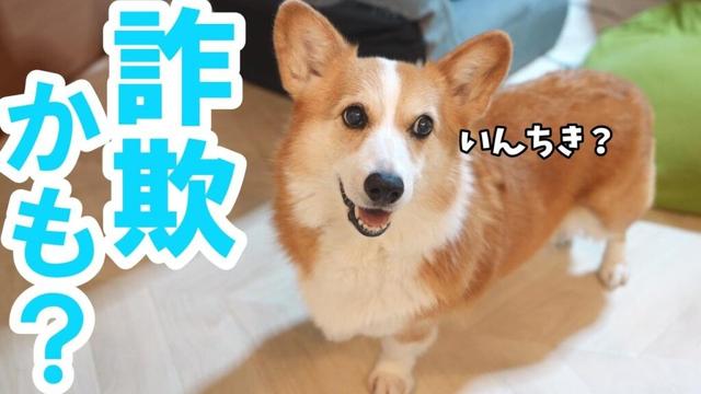 父から詐欺っぽい事を言われても純粋に信じるコーギー犬