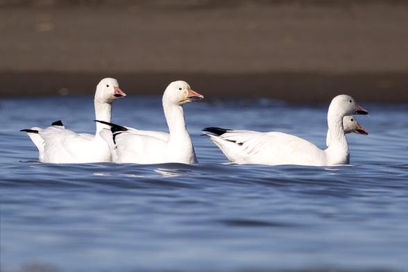 Snow geese swimming in a very blue ocean.