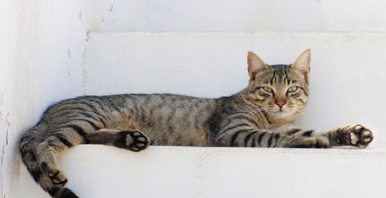 A tabby cat with green eyes is lying on white steps, looking directly at the camera. Its body is stretched out comfortably, and the steps have a clean and minimalistic appearance.