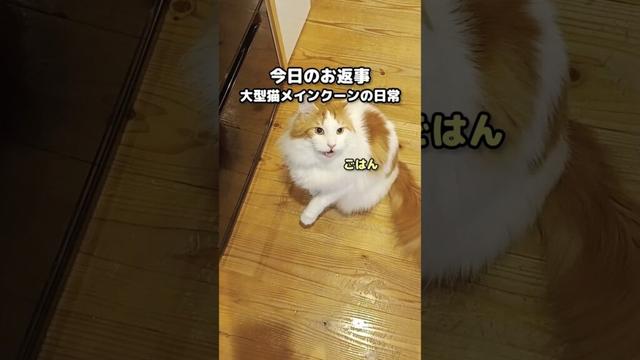 メインクーンの鳴き声 #shorts #メインクーン #猫 #猫のいる暮らし#cat #mainecoon #catlover​  #catshorts​ #cute​ #cutecat​ #fyp​