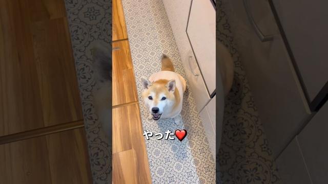 今日の晩ご飯はお鍋🐶❤️#柴犬 #チワワ #shorts