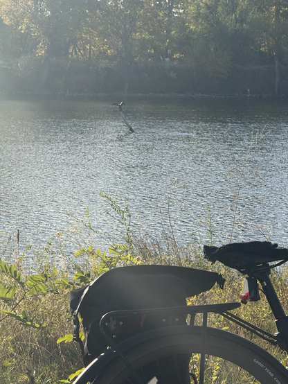 Cormorant with wings spread perched atop a snag in the middle of the little lake, my bike in the foreground. The other one was in one of the little lagoons on the SE side of the lake.
