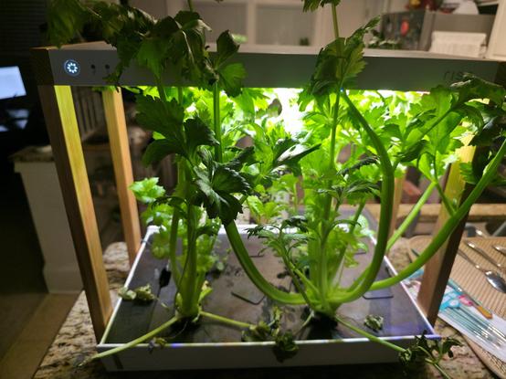 Picture of a small hydroponic of a Celery plants