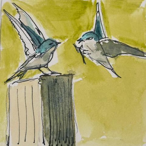 A quick ink and watercolour sketch of a teal and white swallow coming in for a landing on a fence post only to have another one of its kind already there. The one already there has its wings up in protest.