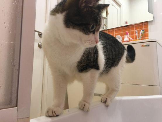 A cat with a white body and dark patches stands on the edge of a bathtub, looking intently to the side. The bathroom has white and orange tiles, a washing machine, and various toiletries in the background.