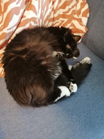 A floofy tuxedo cat lies snoozing in a curl with one arm over her face in the do not disturb position.