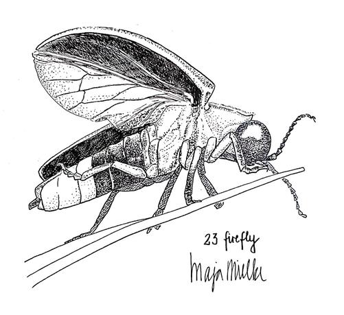 Pen and ink drawing of a firefly.