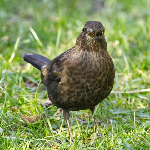 Eine weibliche Amsel (Turdus merula) steht vor dem Betrachter auf einer Grasfläche und schaut diesen mit leicht schräg gelegtem Kopf direkt an.
Die Oberseite des Vogels ist dunkel olivbraun bis olivgrau gefärbt, die Stirn etwas weniger dunkel. Die Färbung der Unterseite ist heller. Kinn und Kehle sind hell schmutziggrau bis rötlichbraun mit dunkler Streifung. Die Brust ist braungrau mit mehr oder weniger deutlichen Sprenkeln. Der Bauch ist graubraun, wobei durch einen hellen Endsaum der Federn ein deutlich geschuppter Eindruck entsteht. Die Schwanzfedern sind dunkel- bis schwarzbraun, Hand- und Armschwingen dunkelbraun mit oliv getönten Außenfahnen.
Der Schnabel ist hell hornfarben.