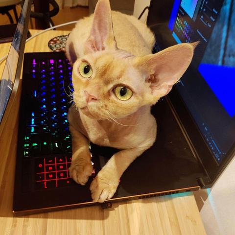 A cat with large ears and expressive eyes is lying on a laptop keyboard that is glowing with rainbow colors. The cat is looking up, and the image is taken indoors on a wooden table.