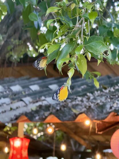 A photo of 2 colourful butterflies hanging upside down on the branch of a green leafy tree. In the background bokeh you can make out the roof of a local cafe and some illuminated lanterns.