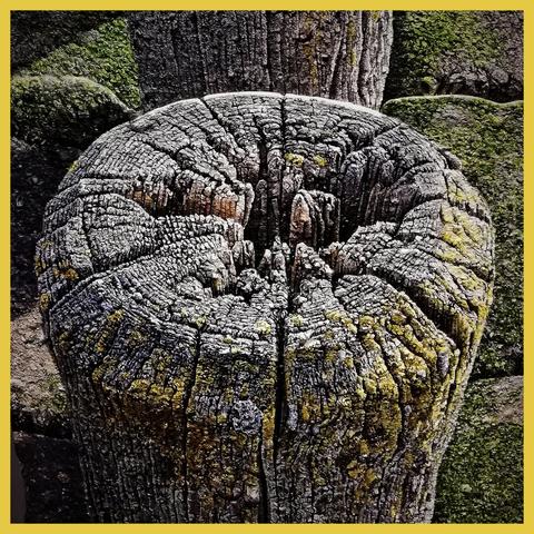 Super realistic painted pole head. Here we see the weathered head, in the brown-grey and green tones