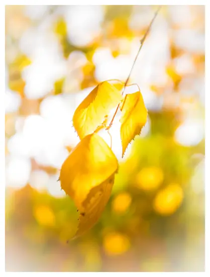 Highkey Aufnahme von gelben Birkenblättern am Zweig. Heller, unscharfer Hintergrund mit gelbgrünen Tupfen.