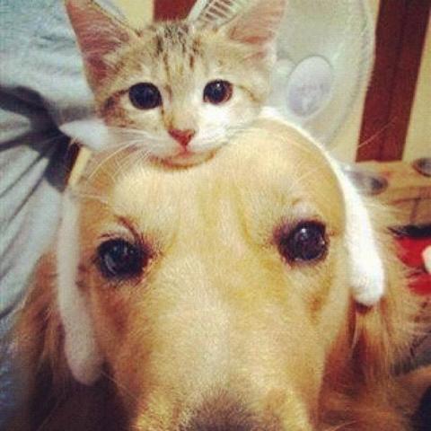 A kitten is resting comfortably on the head of a golden retriever. The kitten has light fur with darker stripes and is looking directly at the camera. The golden retriever has a calm expression and is wearing a pair of white plush bunny ears. They are both indoors.