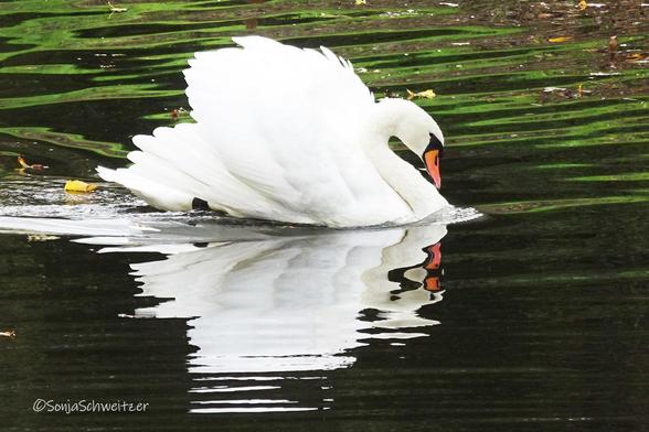 Schwan im Angriffs Modus, seine Flügel hat er nach oben gestellt, er spiegelt sich im Wasser.