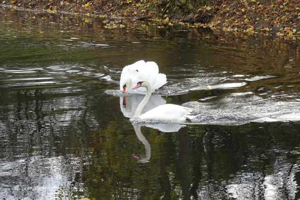 2 Schwäne. Der "schlecht gelaunte" Schwan im Hintergrund, bewegt sich mit aufgestellten Flügeln auf dem Wasser schnell zu dem anderen Schwan, der noch gemächlich dahin schwimmt.