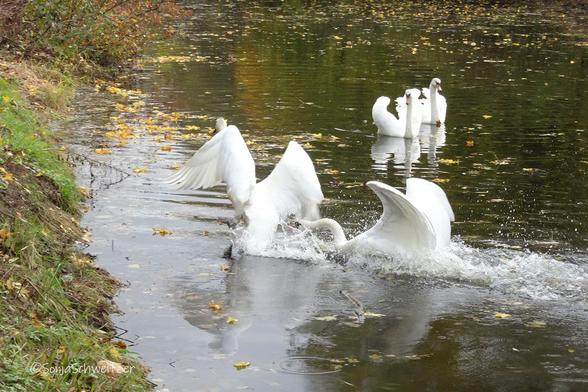 Angriff des Schwans.........im Hintergrund erkennt man noch 2 Schwäne im Wasser, die dem Geschehen interessiert zuschauen.