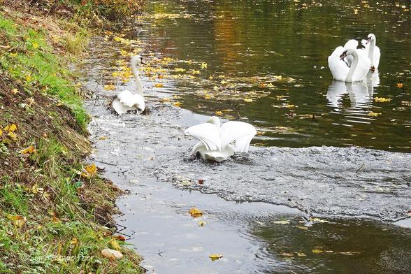 Der "schlecht gelaunte" Schwan hat den anderen Schwan vertrieben. Die beiden Schwäne rechts, schauen dem Verlierer beim wegschwimmen hinterher.